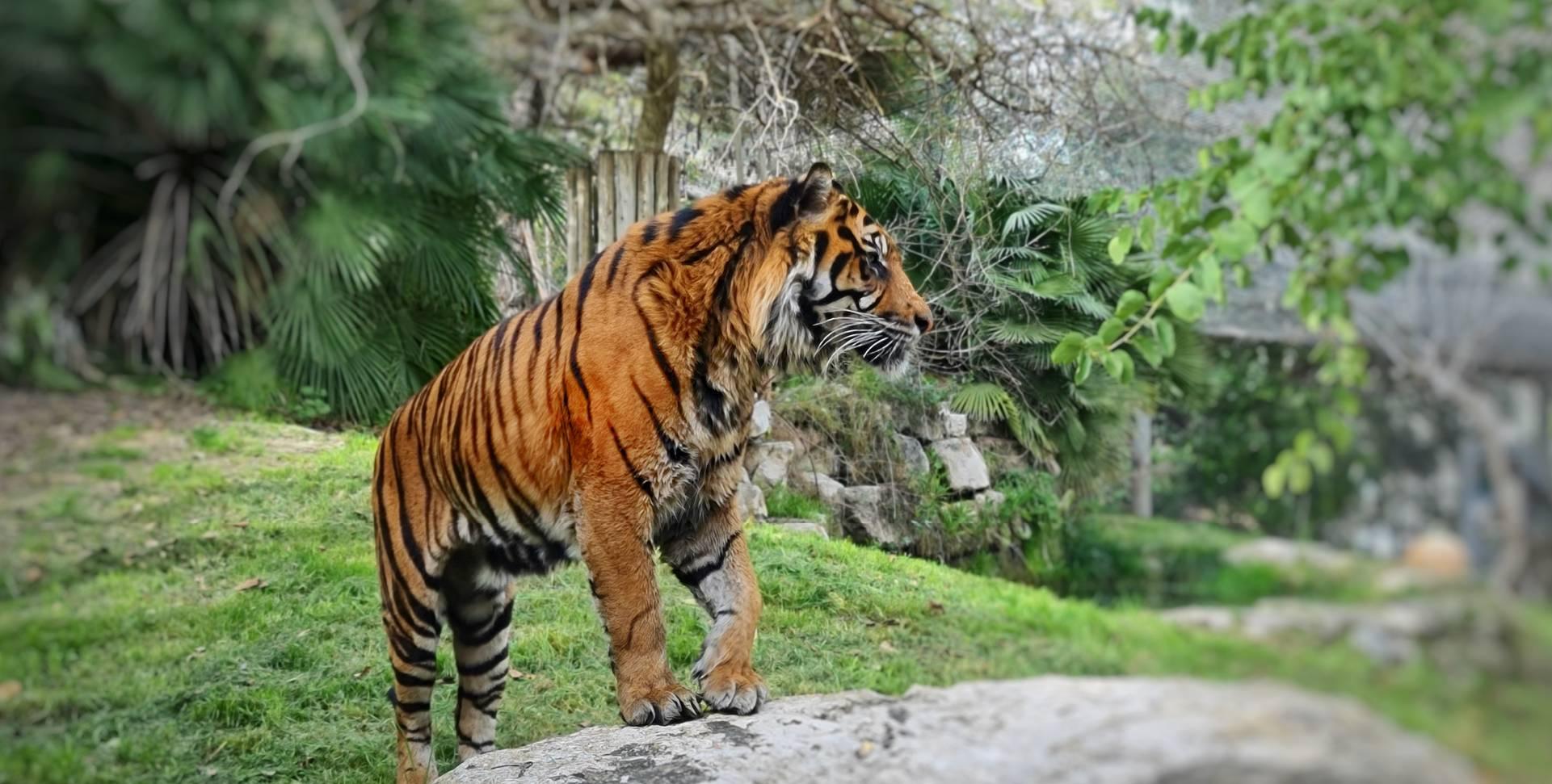 צילום של גן החיות התנ"כי
