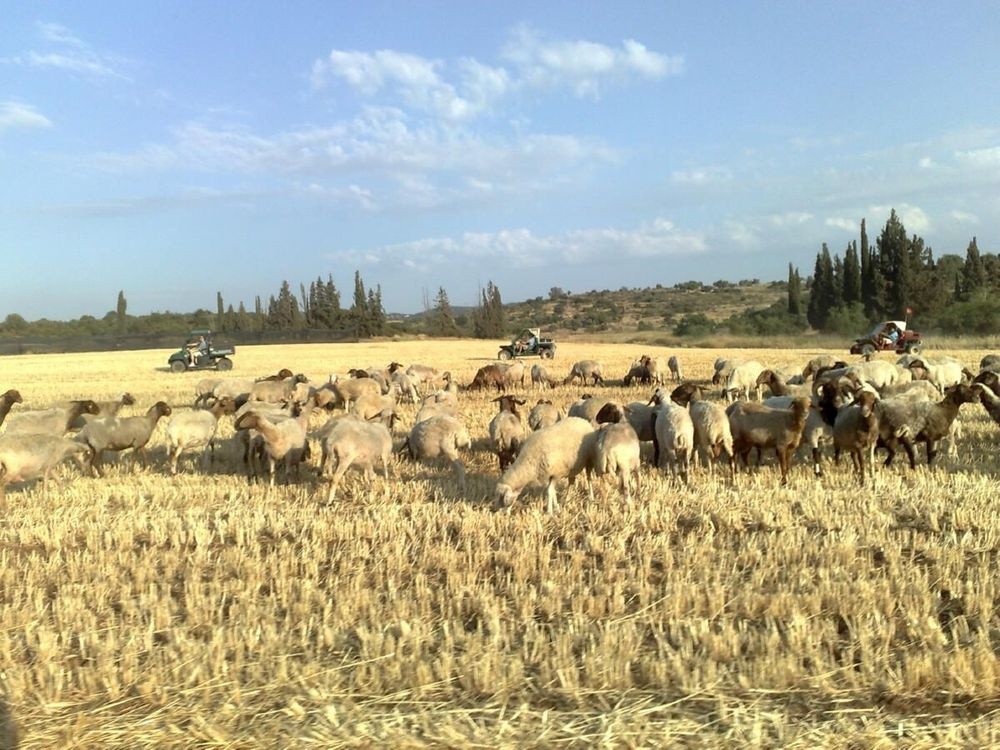 Matzok jeep tour passing a flock of sheep in golden field