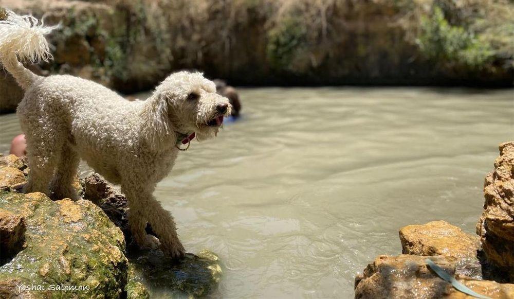 מעיין עין עוזי