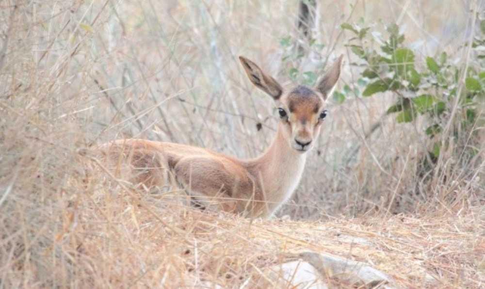 פינות טבע עירוני בירושלים