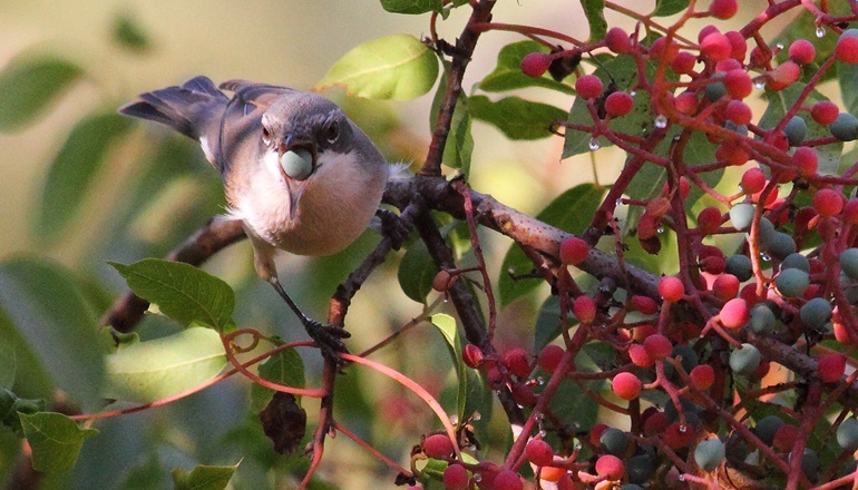 Foto von Die Jerusalemer Vogelwarte