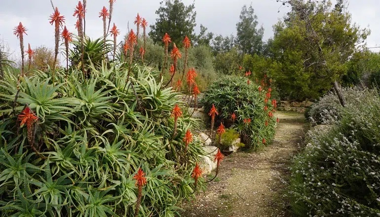 photo de Le jardin botanique