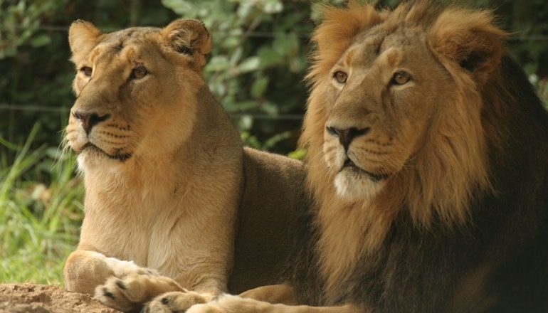 photo of Jerusalem Biblical Zoo