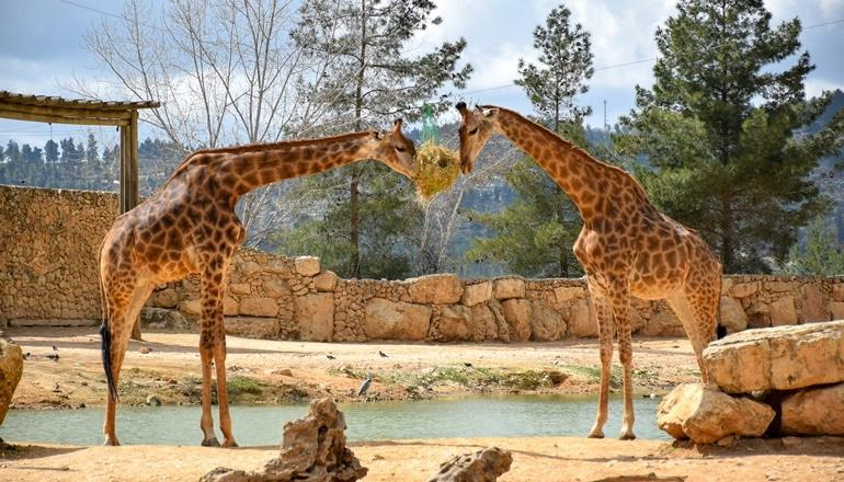 גן החיות התנ"כי