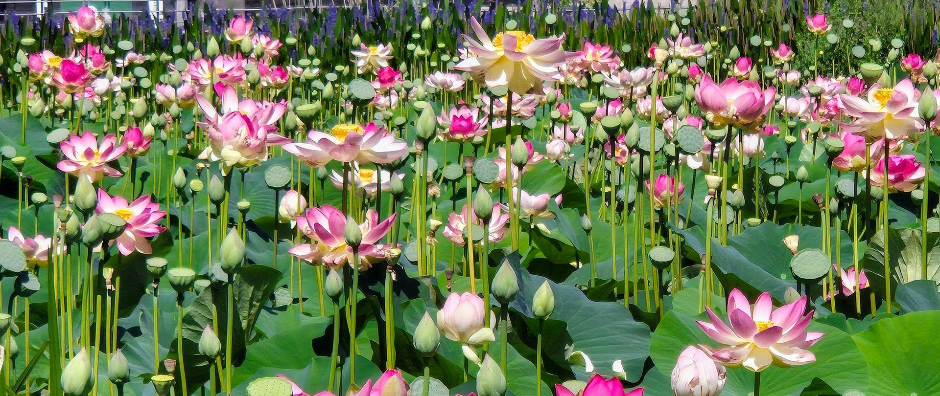 photo of The Lotus Festival | Indian Vibes