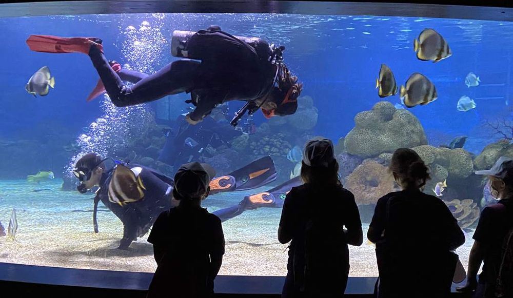 חוויה לילית באקווריום ישראל