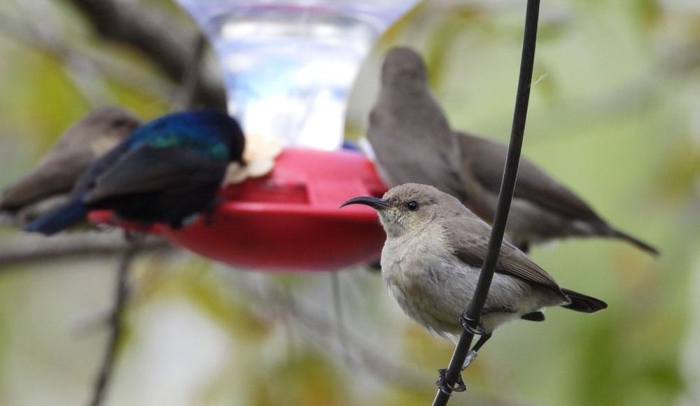 photo of The Nili and David Jerusalem Bird Observatory