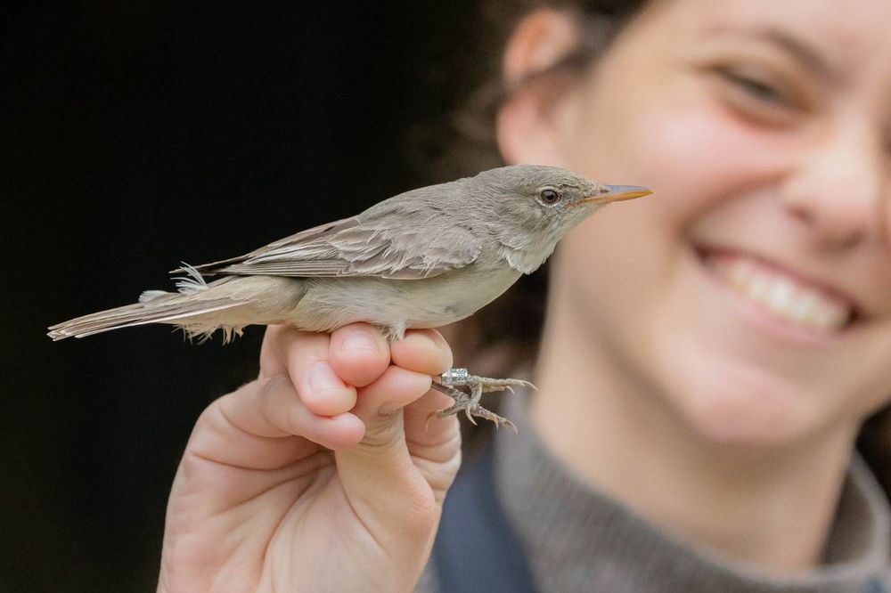 התחנה לחקר ציפורי ירושלים ע"ש נילי ודוד