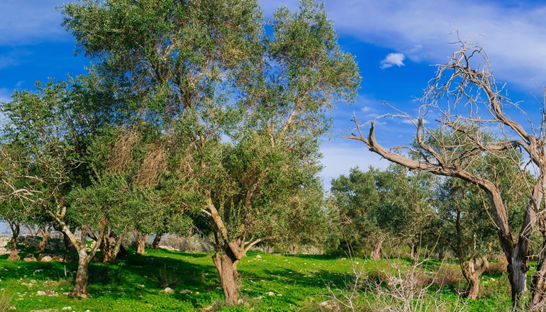 צילום של טיול ביער ירושלים