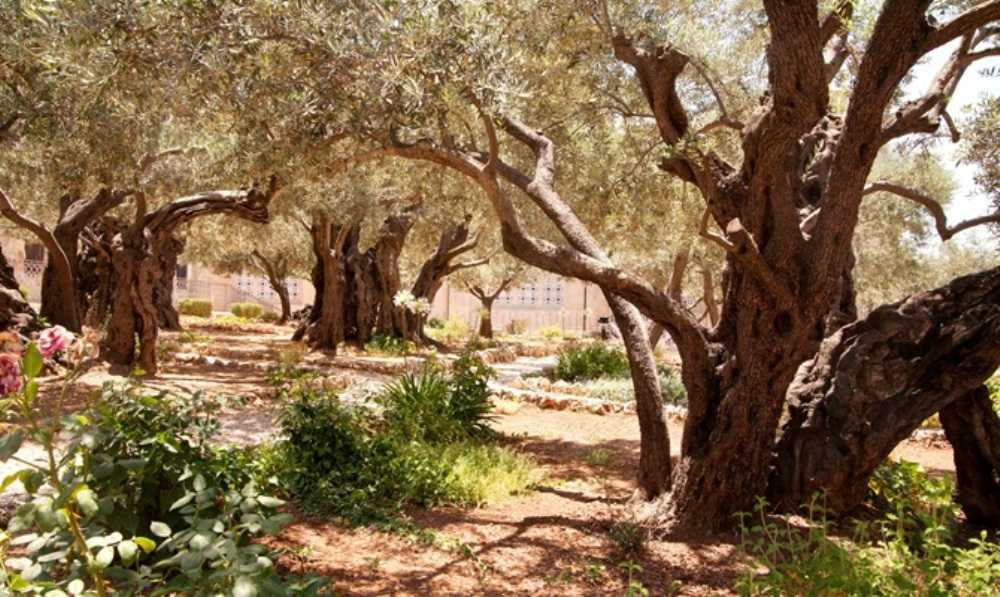 photo of The Garden of Olives - Gethsemane
