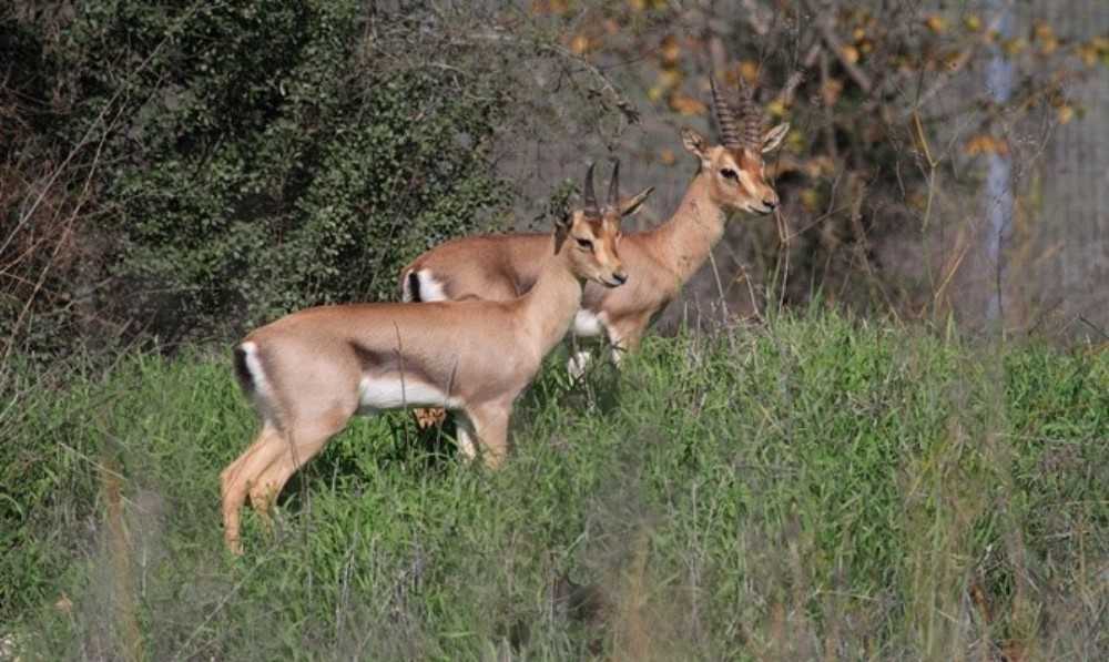 פארק עמק הצבאים