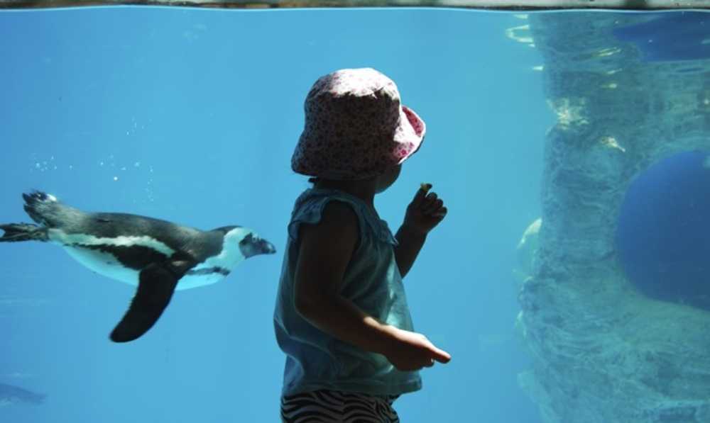 צילום של גן החיות התנ"כי