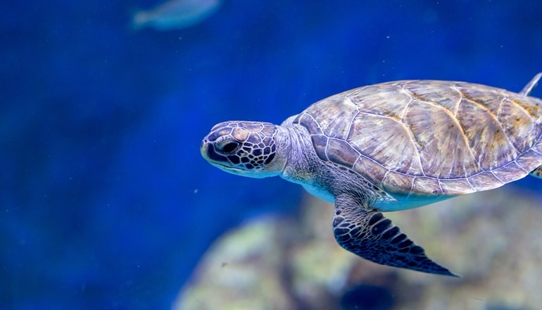 אקווריום ישראל